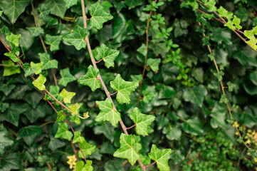 green leaves background