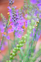 Fototapeta na wymiar lavender flowers in the garden