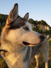 siberian husky dog