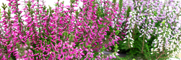 Obraz na płótnie Canvas Blooming heather flowers isolated on a white background. Gardening.Common heather banner.Bush of flowering plants