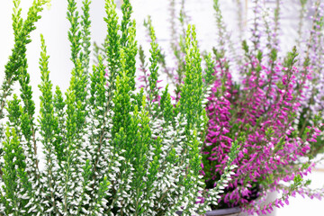 Blooming heather flowers isolated on a white background. Gardening.Common heather.Bush of flowering plants