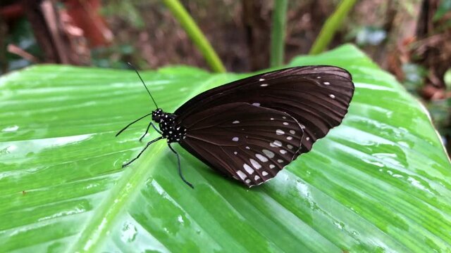 Ein exotischer Schmetterling auf einer Pflanze.