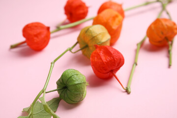 Physalis branches with colorful sepals on pink background, closeup