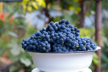 Natural blue grapes in white bowl on the kitchen. Farmers harvesting grape. Wine making, juice or other concept for market, factory, chateau, winery