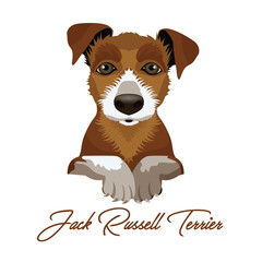 Jack Russel Terrier