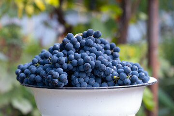 Natural blue grapes in white bowl on the kitchen. Farmers harvesting grape. Wine making, juice or other concept for market, factory, chateau, winery
