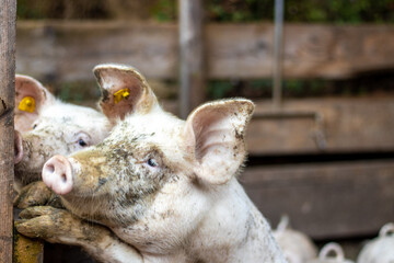 glückliches Schwein am Bauernhof im Gehege