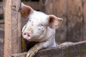 Fototapeta premium glückliches Schwein am Bauernhof im Gehege