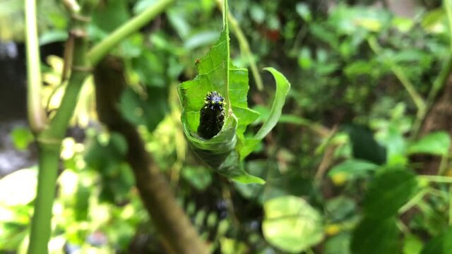 Eine Schmetterlingsraupe beim einspinnen in einem Blatt.