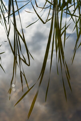 abstract reflection of dark reed leaves and clouds in calm water magical nature background
