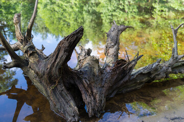 Fototapeta na wymiar old wood of a root and reflection in the water of a remote lake in the forest magical nature
