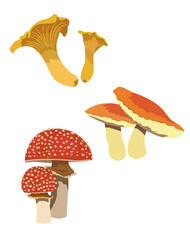 Mushroom set isolated with chanterelle, 
russula, amanita