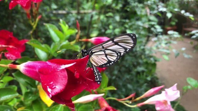 Ein exotischer Schmetterling auf einer Pflanze.