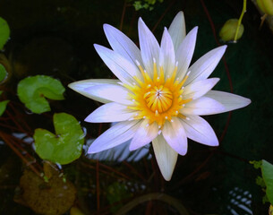 Closeup, Beautiful single flower blossom blooming lotus with white petals and yellow stamens in pond for background or stockphoto , summer flowers, meditation plants