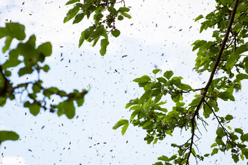 Bees hovering near the branches of the tree while gathering into swarm with a new uterus. Many flying bees on sky background, summer time.