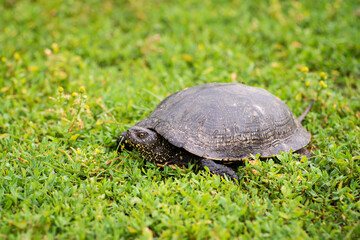 Naklejka na ściany i meble Turtle in green grass close up. Fresh grass, Polygonum aviculare, covering the ground, summer, animals in nature.