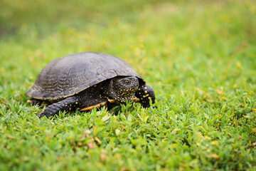 Slow reptile with carapace in the grass, close up. Black turtle on green fresh grass, wildlife, nature.