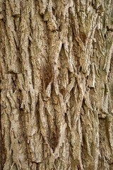 Bark of an old tree. Detailed texture of the rough bark, wood, natural, vertical.