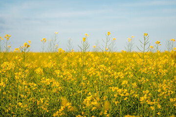 Obraz premium Endless field of blooming rapeseed in the agricultural field. Close-up photo of blooming oil plant