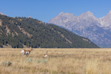 Pronghorn Antelope Bucks in Grand Teton National Park Wyoming in Autumn