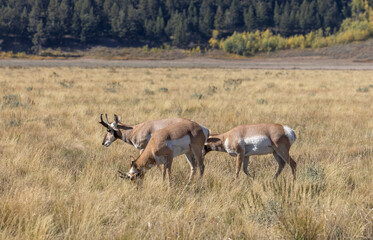 Pronghorn Antelope Bucks in Grand Teton National Park Wyoming in Autumn