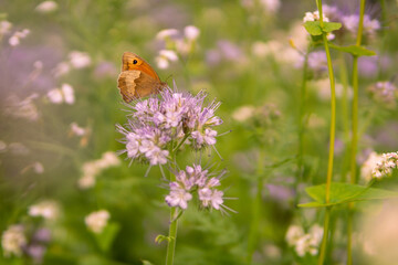 Horizontal closeup shallow focus shot of a butterfly on a field flower © Joris Grüning/Wirestock