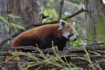Red panda, Ailurus fulgens in a tree.