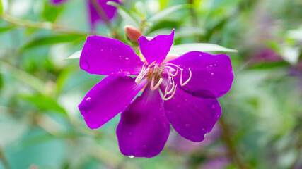 myrtle flower