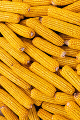 Dry corn cob background. Agriculture, farming concept.