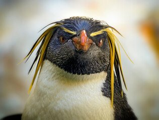 head of a rockhopper penguin © leopold