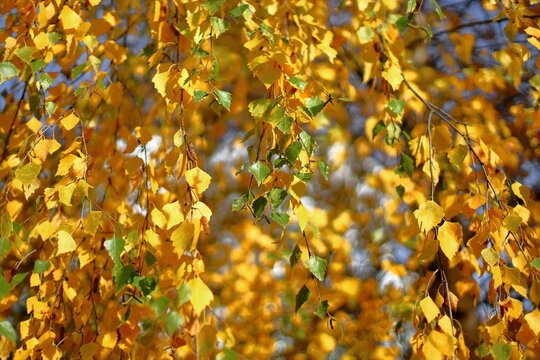 Thin birch branches with green yellow autumn leaves and brown catkins with seeds in light of bright daytime sun, selective focus. Bright colorful foliage of tree park