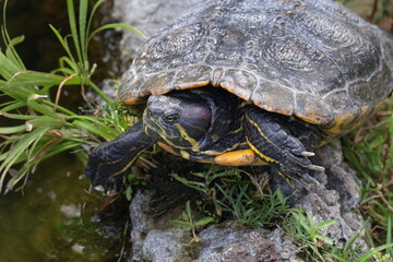 Wasserschildkröte, Schildkröte, Amphibie