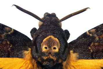 Death's-head Hawkmoth isolated on a white close up. Acherontia atropos. Large rare moth.