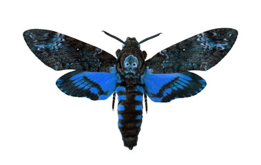 Death's-head Hawkmoth isolated on a white. Acherontia atropos. Large rare blue moth.