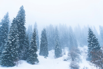 Fototapeta na wymiar Forest covered with snow in winter in the mountains during snowfall and fog.