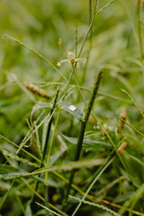 Imagen vertical del rocío sobre una hoja del césped verde. 