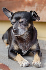Imagen de perro negro de raza chihuahua durmiendo de pie sobre un banco.