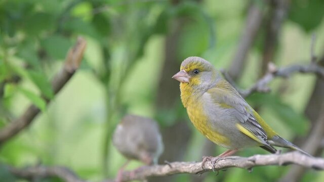 European greenfinch Chloris chloris in the wild. The bird sits on a stick and flies away. Sounds of nature.
