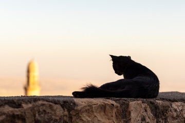 A black cat lies on a stone wall. Mardin, Turkey.