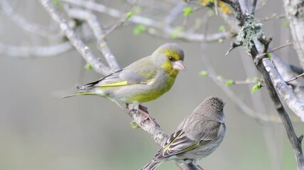 European greenfinch Chloris chloris in the wild. The bird sits on a stick and flies away. Sounds of nature.