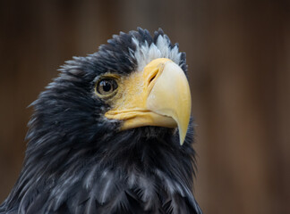 Steller's sea eagle