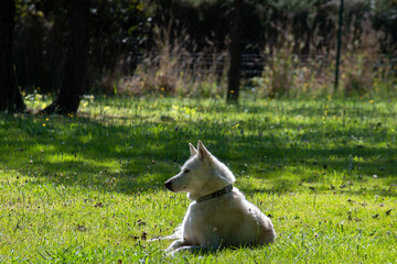 Imagen de perro husky siberiano blanco sobre un jardín o césped verde amarillento posando de...