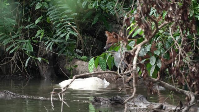 Asian Wild Dog eating deer carcass in water