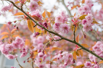 blossom spring flowers natural realistic bright soft background 