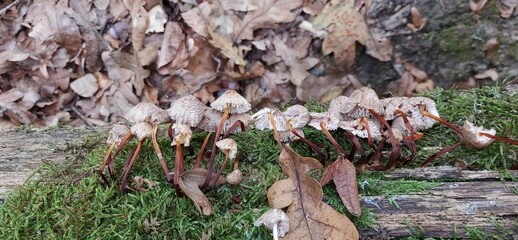 There are several small, non-edible mushrooms on a tree stump.