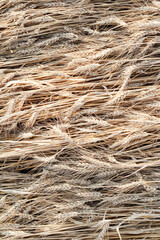Wheat lies on ground after storm, rainy weather, natural background top view, natural texture above on field