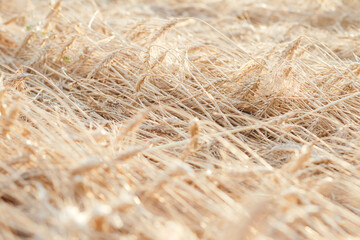 Wheat lies on ground after storm, rainy weather, natural background top view, natural texture above on field