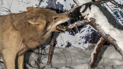 A stuffed wolf. Wolf head. Museum exhibit stuffed wild predators.