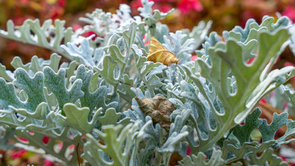 Red floral pattern. Bright ornamental flowering plant. Natural floral background. City street decorated with flowers.