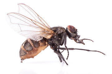 Dead Housefly isolated in White Background close up
